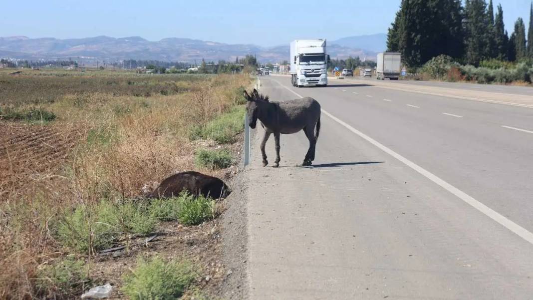 Hatay’da Annesinin Başında Saatlerce Bekleyen Sıpa Yürekleri Dağladı 3